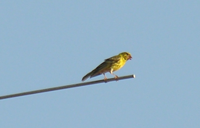 Verzellino - Serinus serinus